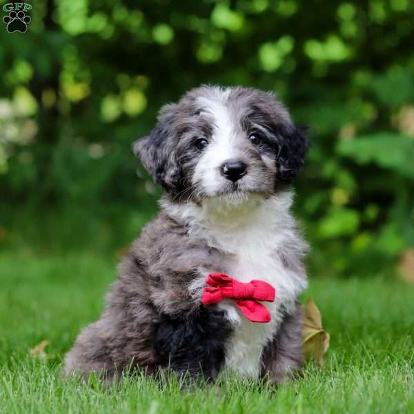 Maxwell, Bernedoodle Puppy