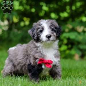 Maxwell, Bernedoodle Puppy