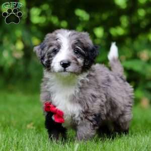 Maxwell, Bernedoodle Puppy
