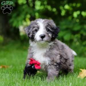 Maxwell, Bernedoodle Puppy