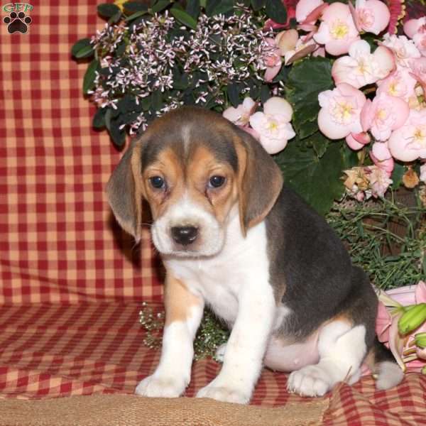 May, Beagle Puppy