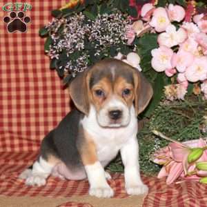 May, Beagle Puppy