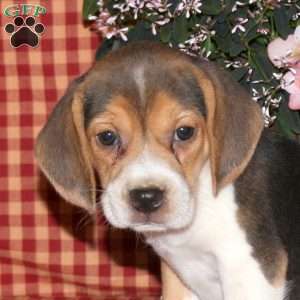 May, Beagle Puppy