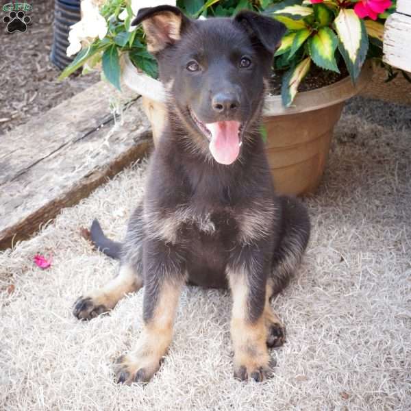 McKayla, German Shepherd Puppy