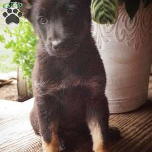 McKayla, German Shepherd Puppy