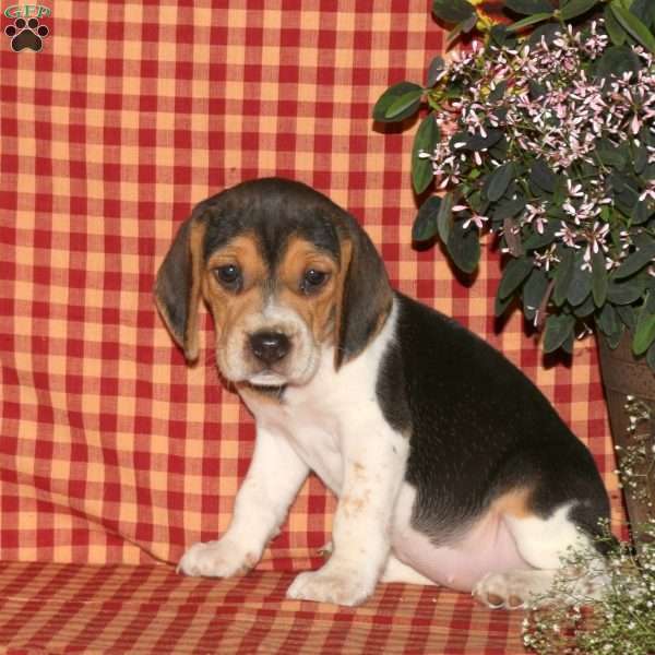 Meg, Beagle Puppy