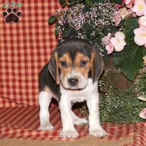 Meg, Beagle Puppy