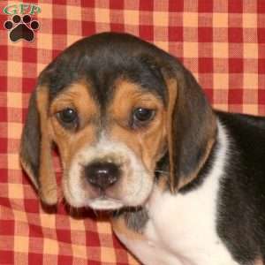Meg, Beagle Puppy