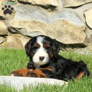 Megan, Miniature Poodle Mix Puppy