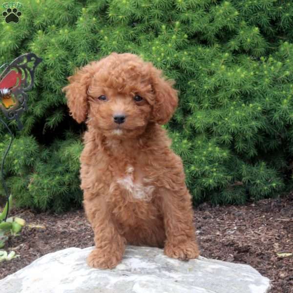 Mel, Cockapoo Puppy