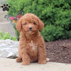 Mel, Cockapoo Puppy