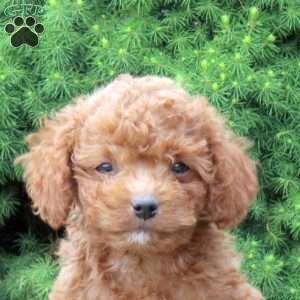 Mel, Cockapoo Puppy