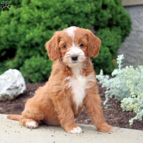 Melody, Cockapoo Puppy