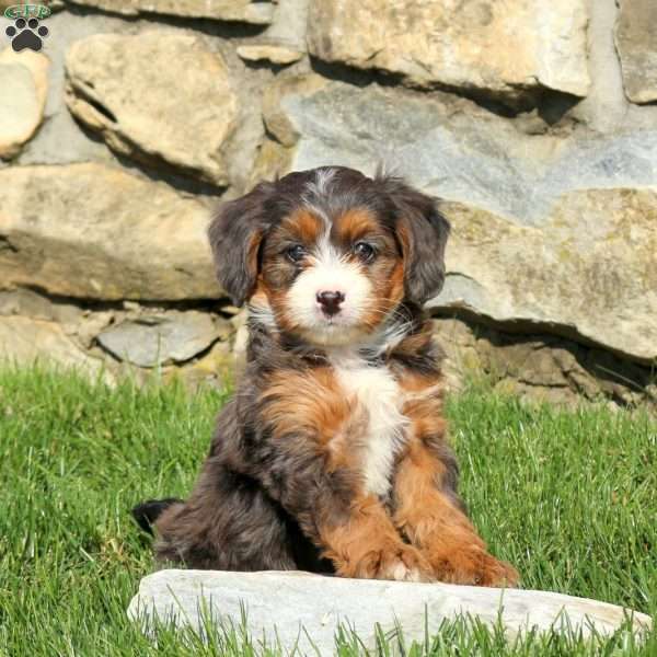 Melody, Miniature Poodle Mix Puppy