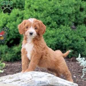 Melody, Cockapoo Puppy