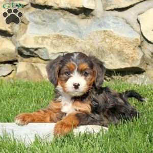 Melody, Miniature Poodle Mix Puppy