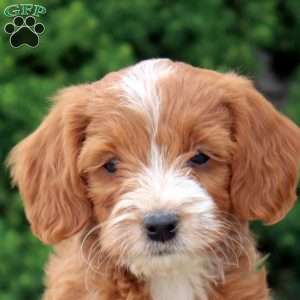 Melody, Cockapoo Puppy