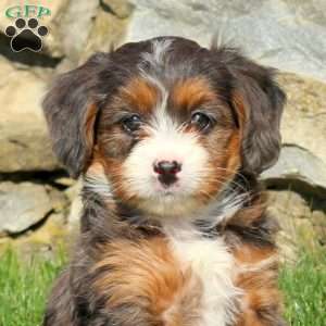 Melody, Miniature Poodle Mix Puppy
