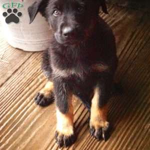 Melody, German Shepherd Puppy