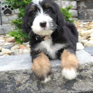 Melody, Bernedoodle Puppy