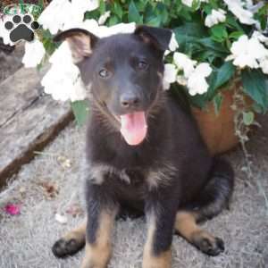 Maria, German Shepherd Puppy