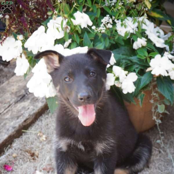 Maria, German Shepherd Puppy