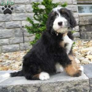 Melody, Bernedoodle Puppy