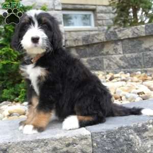 Melody, Bernedoodle Puppy