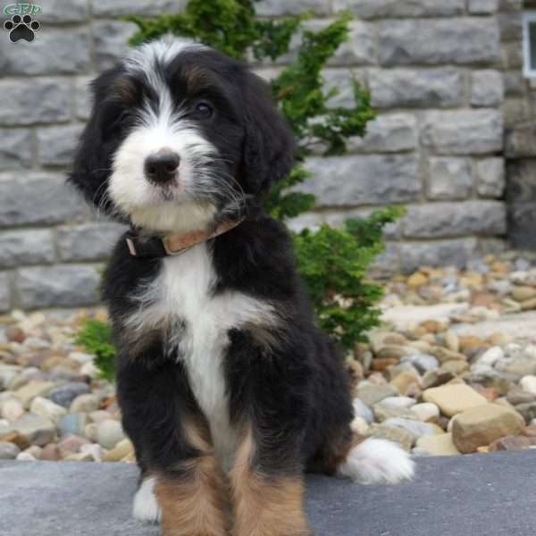 Melody, Bernedoodle Puppy