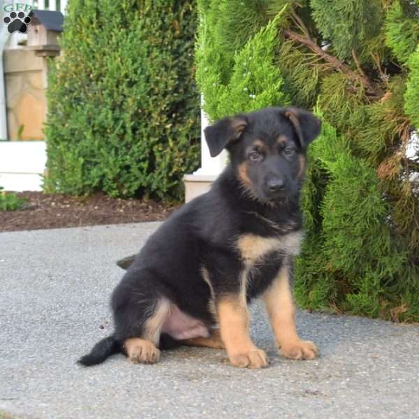 Memphis, German Shepherd Puppy