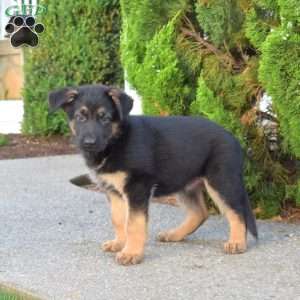 Memphis, German Shepherd Puppy