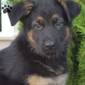 Memphis, German Shepherd Puppy