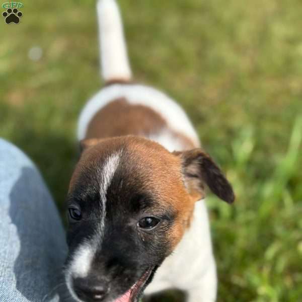 Peter, Jack Russell Terrier Puppy