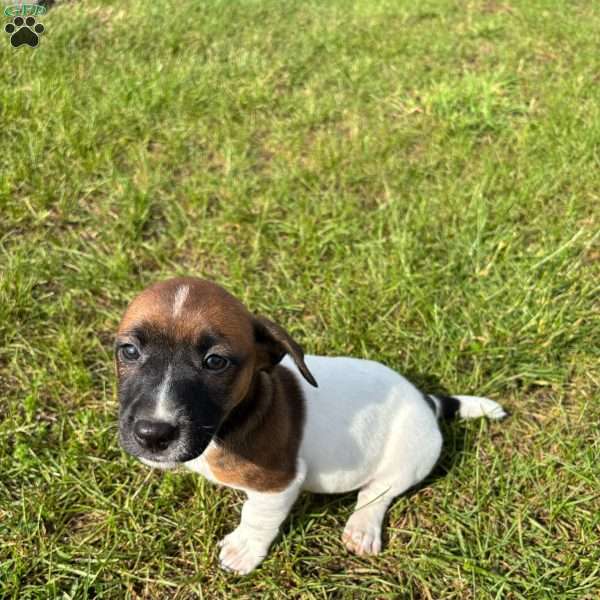 Piper, Jack Russell Terrier Puppy