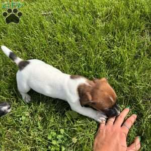 Piper, Jack Russell Terrier Puppy