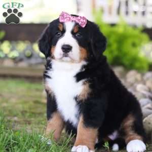Mia, Bernese Mountain Dog Puppy