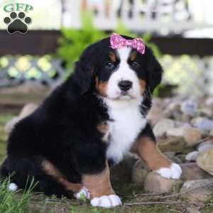 Mia, Bernese Mountain Dog Puppy