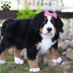 Mia, Bernese Mountain Dog Puppy