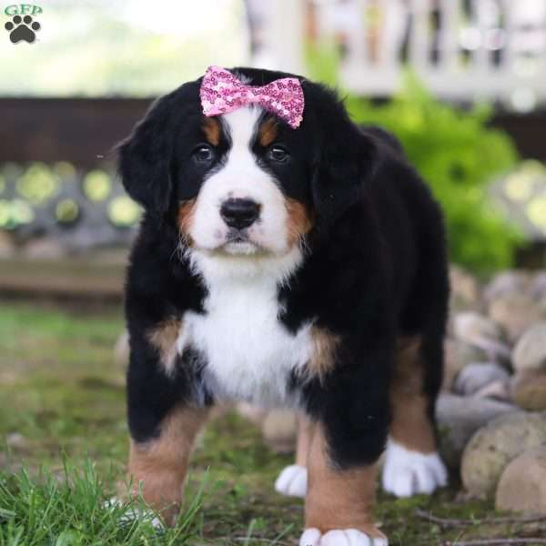 Mia, Bernese Mountain Dog Puppy