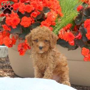 Mia, Miniature Poodle Puppy