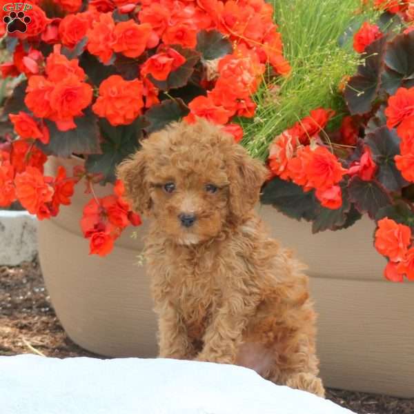 Mia, Miniature Poodle Puppy