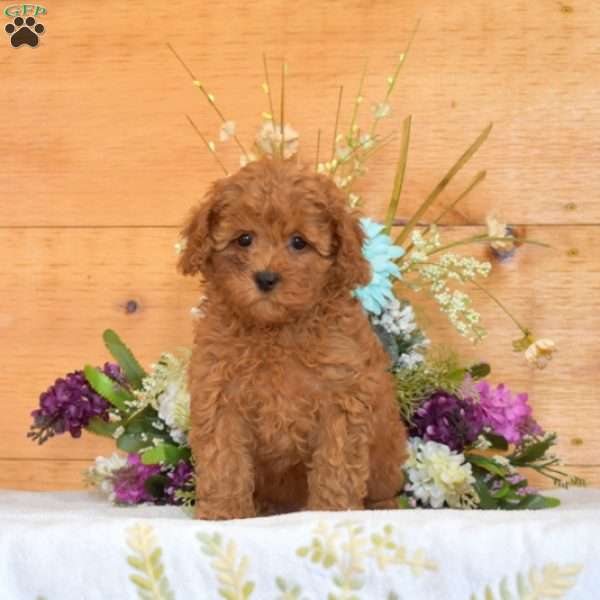 Mia, Cavapoo Puppy