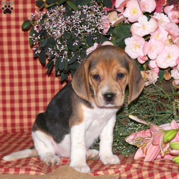 Mia, Beagle Puppy
