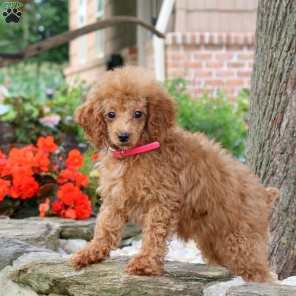 Mia, Miniature Poodle Puppy