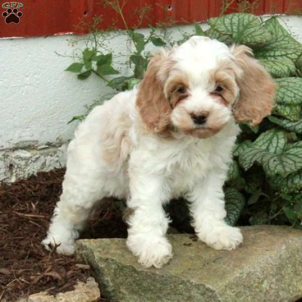 Mia, Cockapoo Puppy