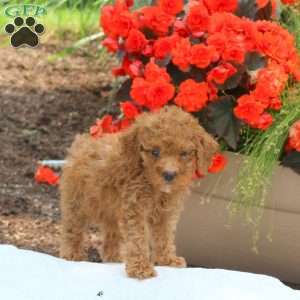 Mia, Miniature Poodle Puppy