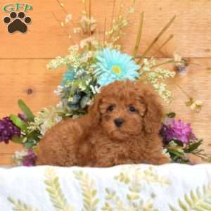 Mia, Cavapoo Puppy