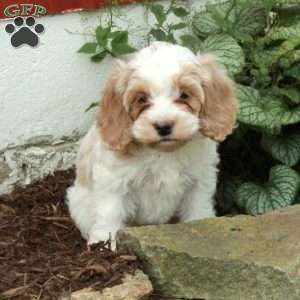 Mia, Cockapoo Puppy