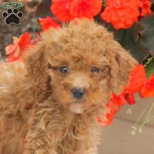 Mia, Miniature Poodle Puppy