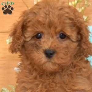 Mia, Cavapoo Puppy